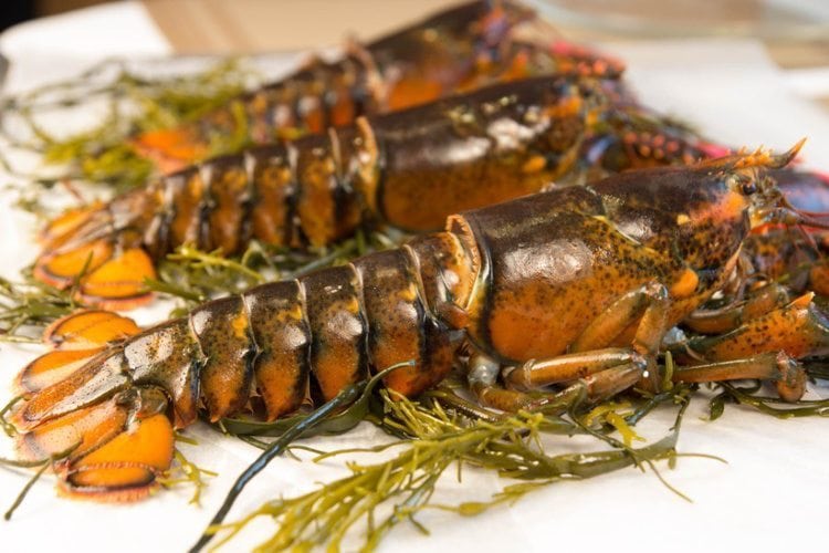 Live Maine Lobsters Shipped in 1 and 1/8 lb packs of 18 Cape Porpoise