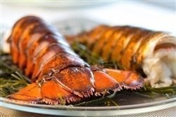 Fresh Maine Lobster Tails 5/6 oz - 8 pk - Cape Porpoise Lobster Co.