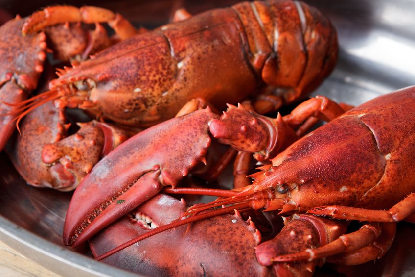 freshly cooked lobsters served whole for dinner
