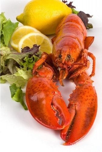 1 and 1/2 lb Maine Lobsters Pack of 4