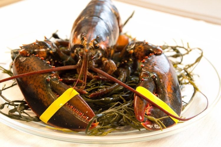 1 and 1/2 lb Maine Lobsters Pack of 10