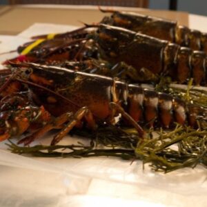 Fresh Live Maine Lobster