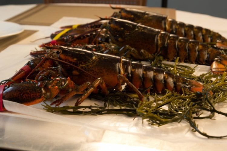 Order Live Maine Lobster Online