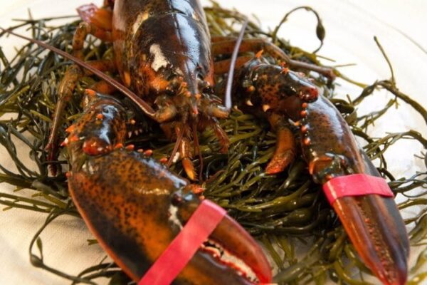 Fresh Live Maine Lobster