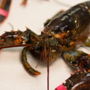 Live Maine Lobster