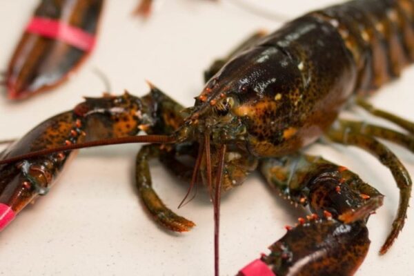 Live Maine Lobster