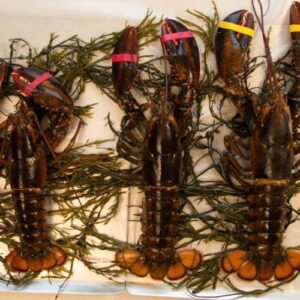 Three Fresh Maine Lobster