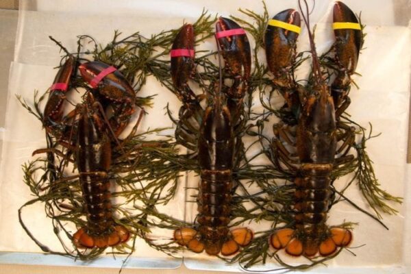 Three Fresh Maine Lobster