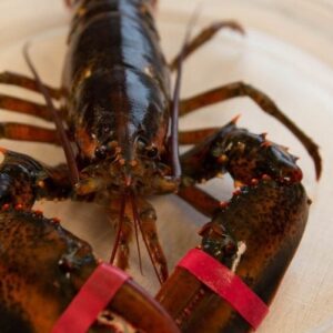1 and 1/2 lb Maine Lobsters Pack of 3