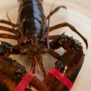 Live Maine Lobster