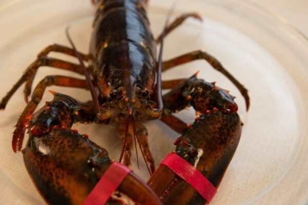 Live Maine Lobster