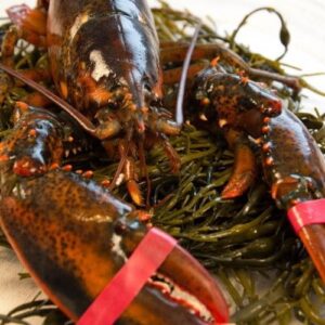 Extra Large - 3 lb Maine Lobsters Pack of 5
