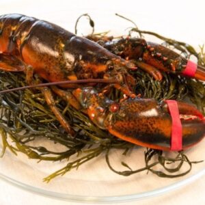 Live Maine Lobster