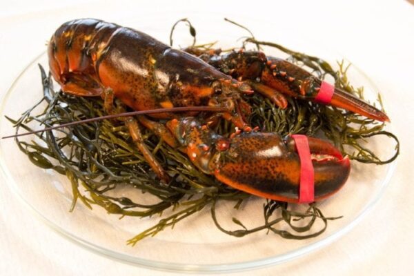 Live Maine Lobster