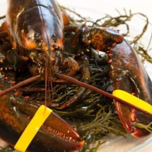 Live Maine Lobster