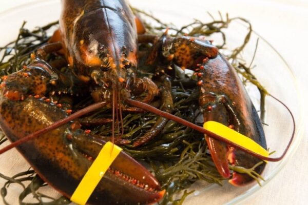 1 and 1/2 lb Maine Lobsters Pack of 8
