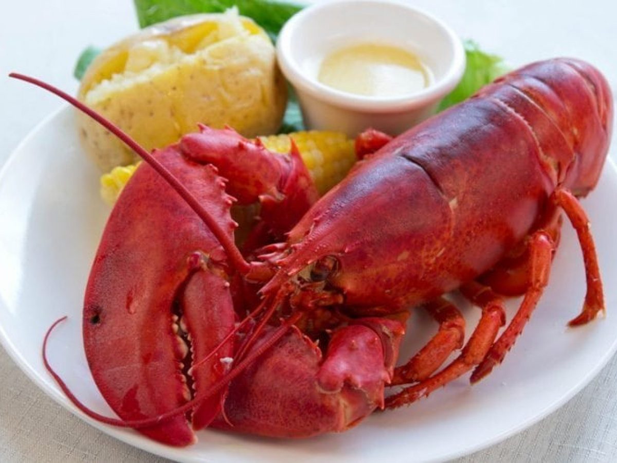 2 and 1/2 lb Maine Lobster Pack of 9 | Live Maine Lobsters
