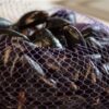 FRESH MAINE BLUE MUSSELS