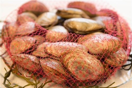 LIVE MAINE STEAMER CLAMS