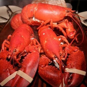 Fresh Maine Lobster