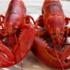 1 and 1/2 lb Maine Lobsters Pack of 5