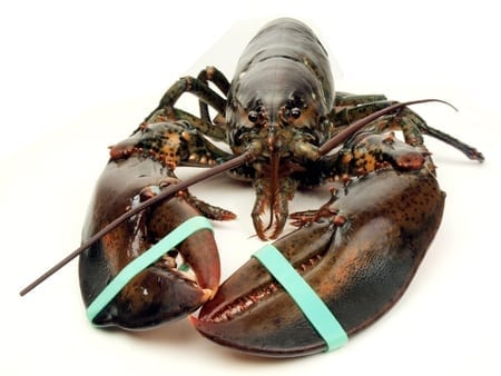  photo of a live Maine lobster viewed close up