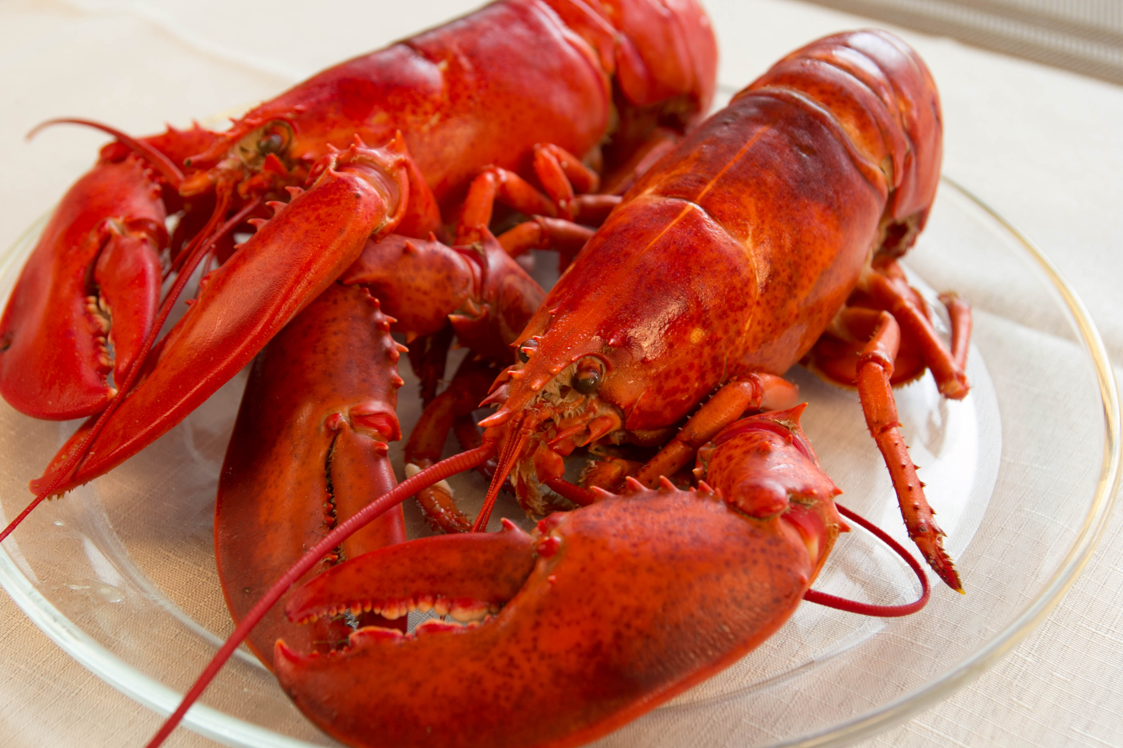 The Perfect Side Dishes for Fresh Maine Lobster | Cape Porpoise Lobster Co.