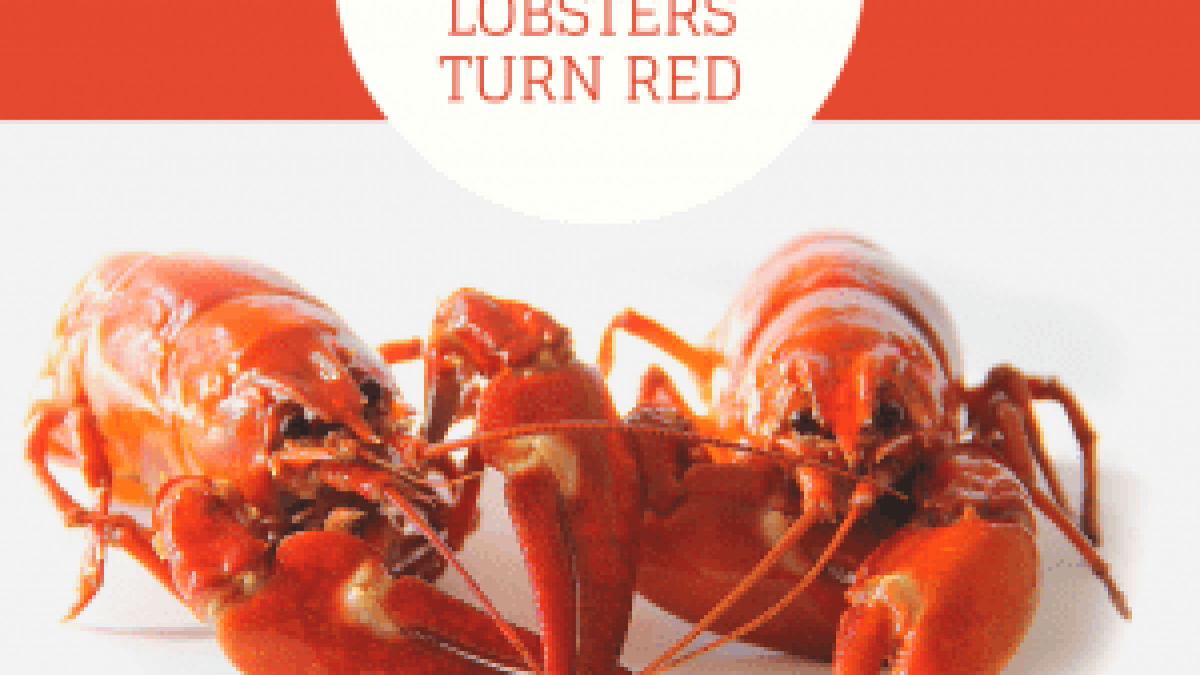 Why Lobsters Turn Red