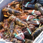 Hard Shell vs. Soft Shell Lobsters