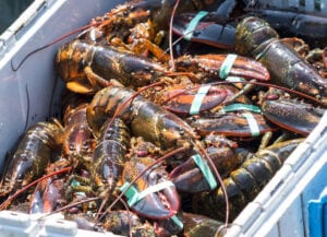 Hard Shell vs. Soft Shell Lobsters