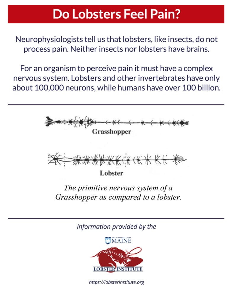 do lobsters feel pain?