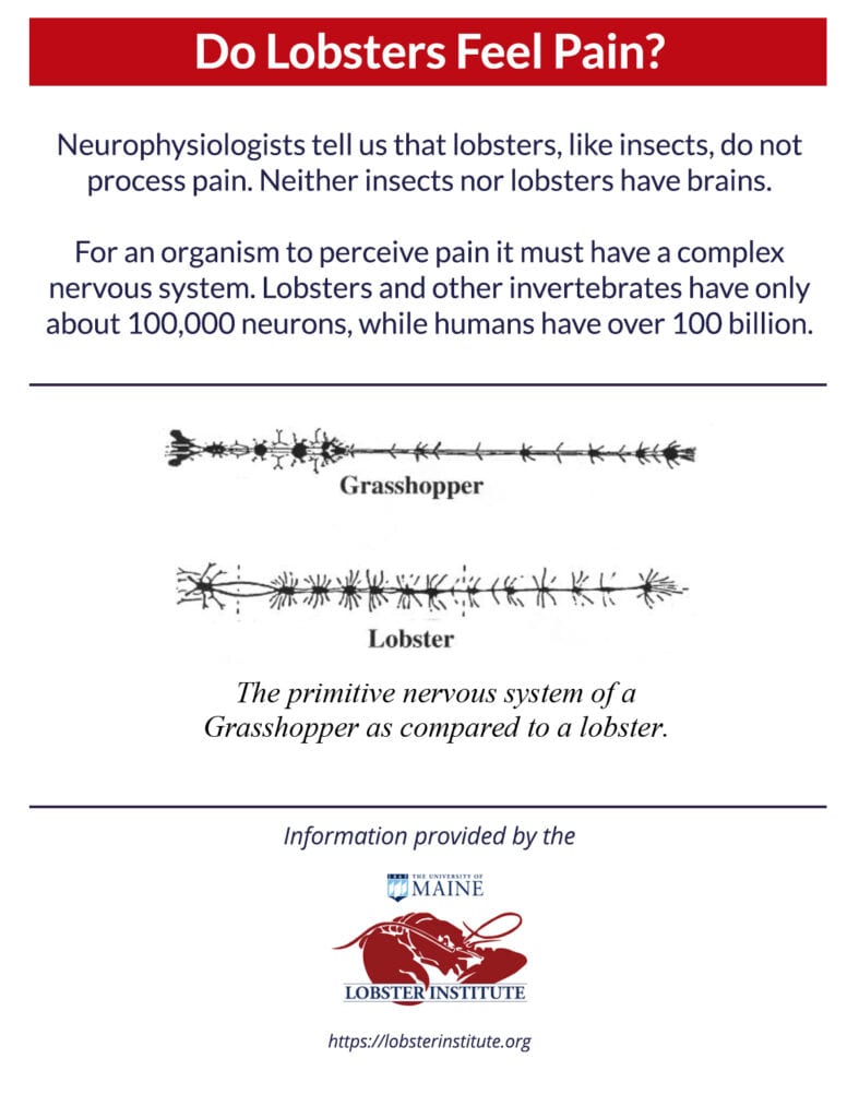 Do Lobsters Feel Pain?