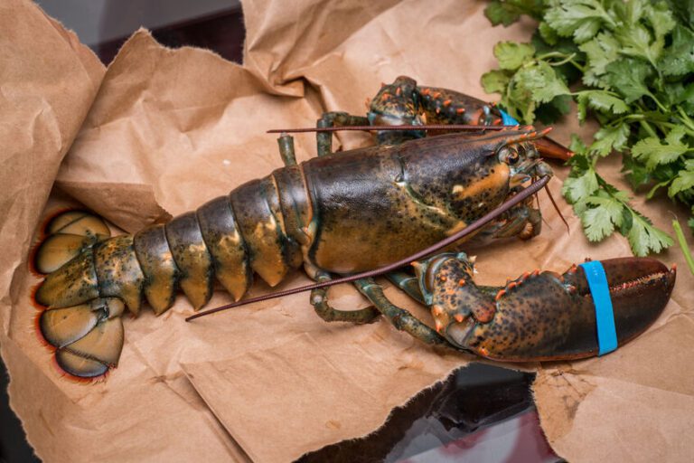 The Three Main Types of ColdWater Lobster Cape Porpoise Lobster Co.