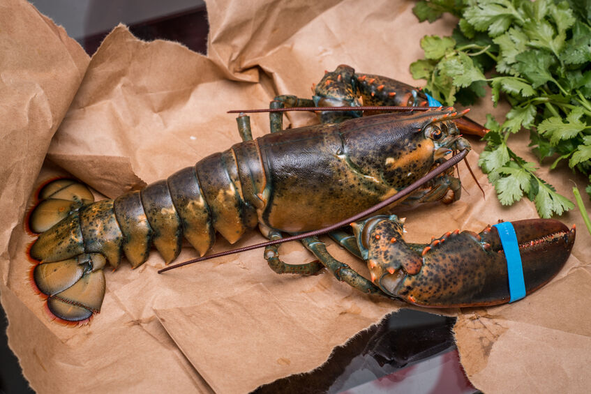 The Three Main Types of ColdWater Lobster Cape Porpoise Lobster Co.
