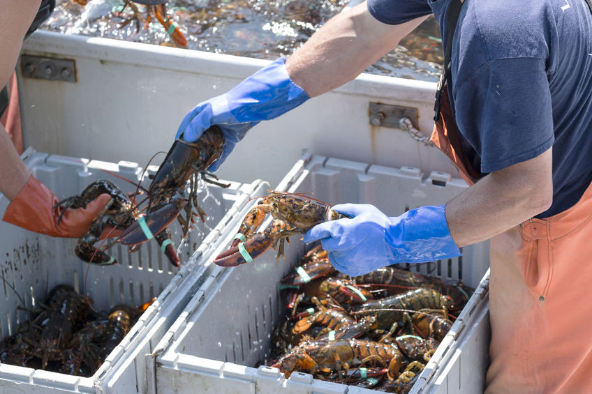Two lobster men sort the lobsters they spent all day retrieving from the bay off of Vinalhaven island Maine to sell at the dock.